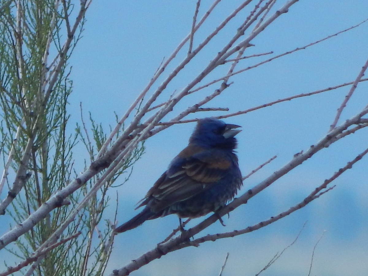 Blue Grosbeak - Lawson Bishop