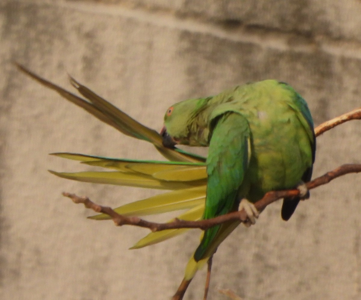 Rose-ringed Parakeet - ML619473196