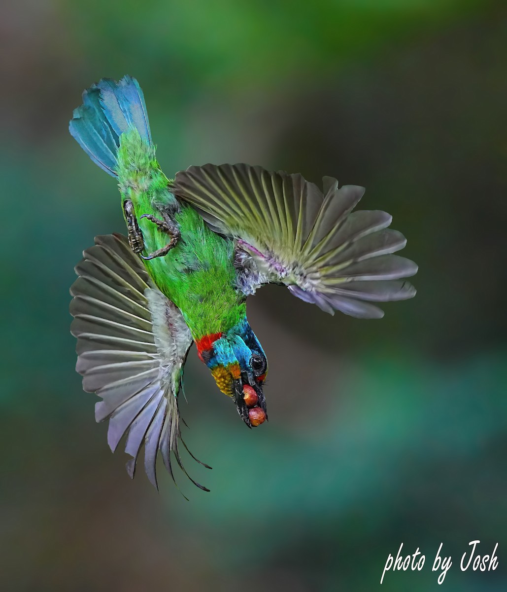 Taiwan Barbet - 致綱 崔