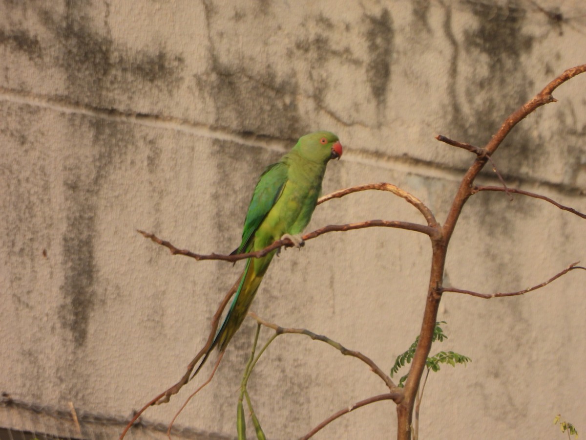 Rose-ringed Parakeet - ML619473198