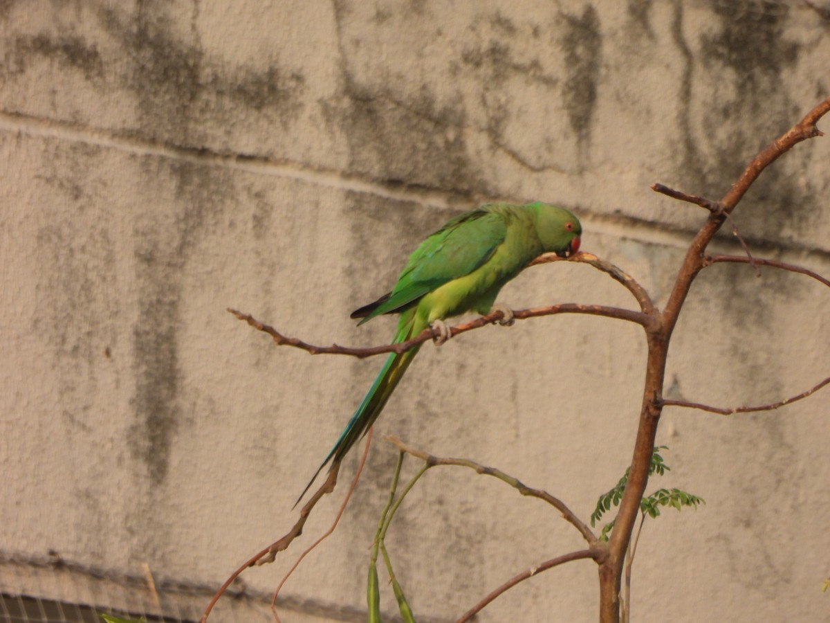 Rose-ringed Parakeet - Prof Chandan Singh Dalawat