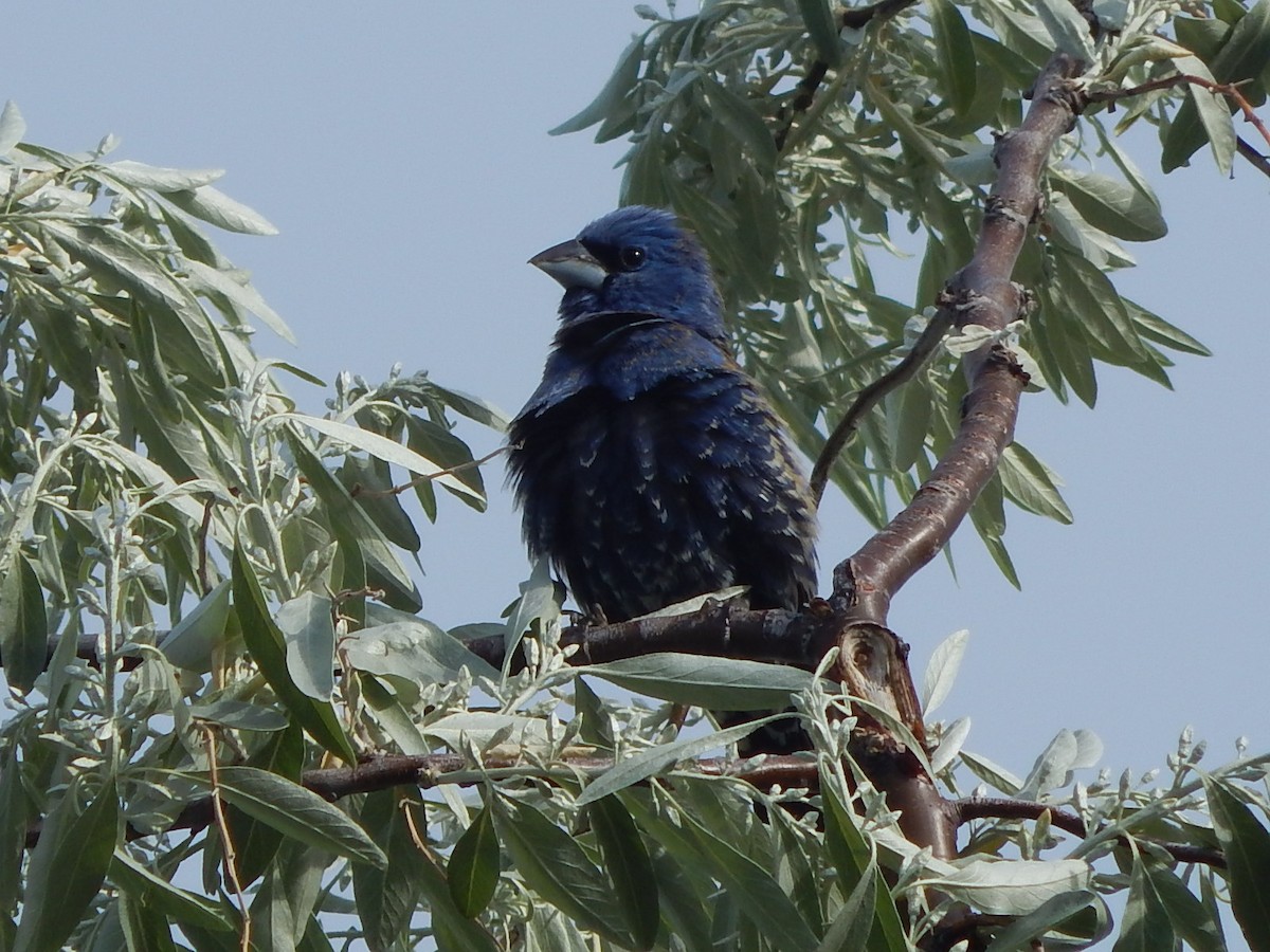 Blue Grosbeak - Lawson Bishop