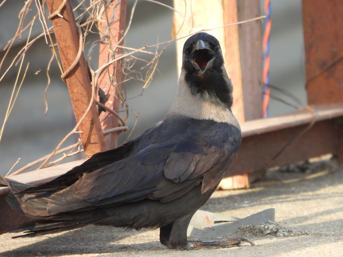 House Crow - Prof Chandan Singh Dalawat