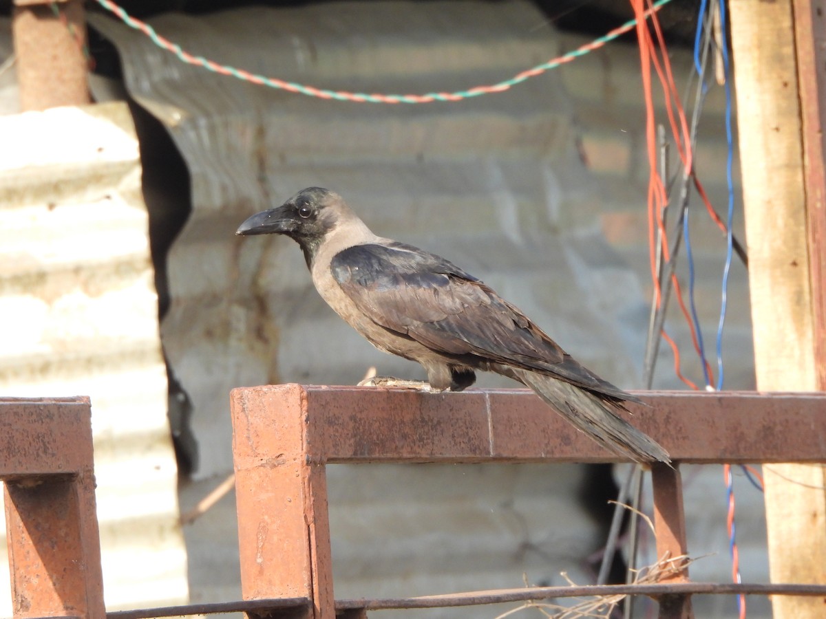 House Crow - Prof Chandan Singh Dalawat