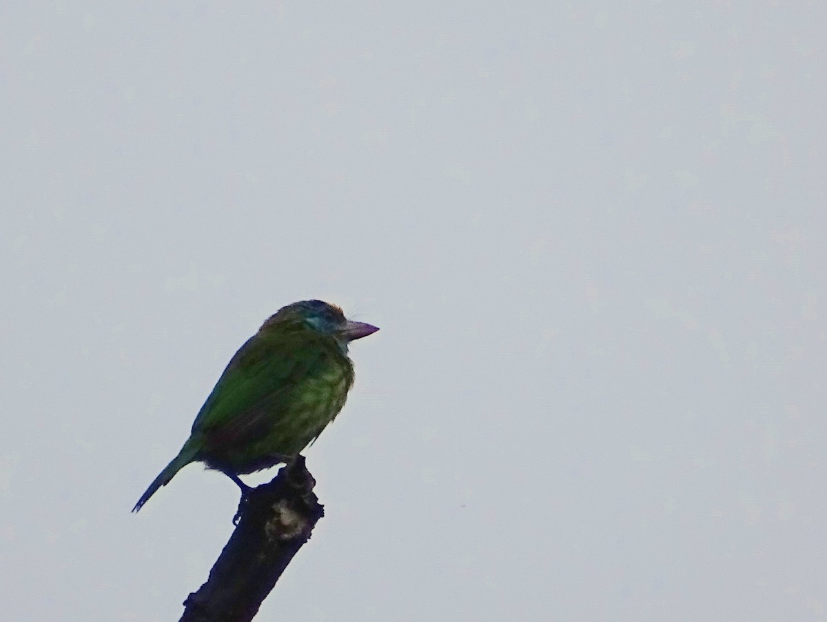 Yellow-fronted Barbet - Sri Srikumar