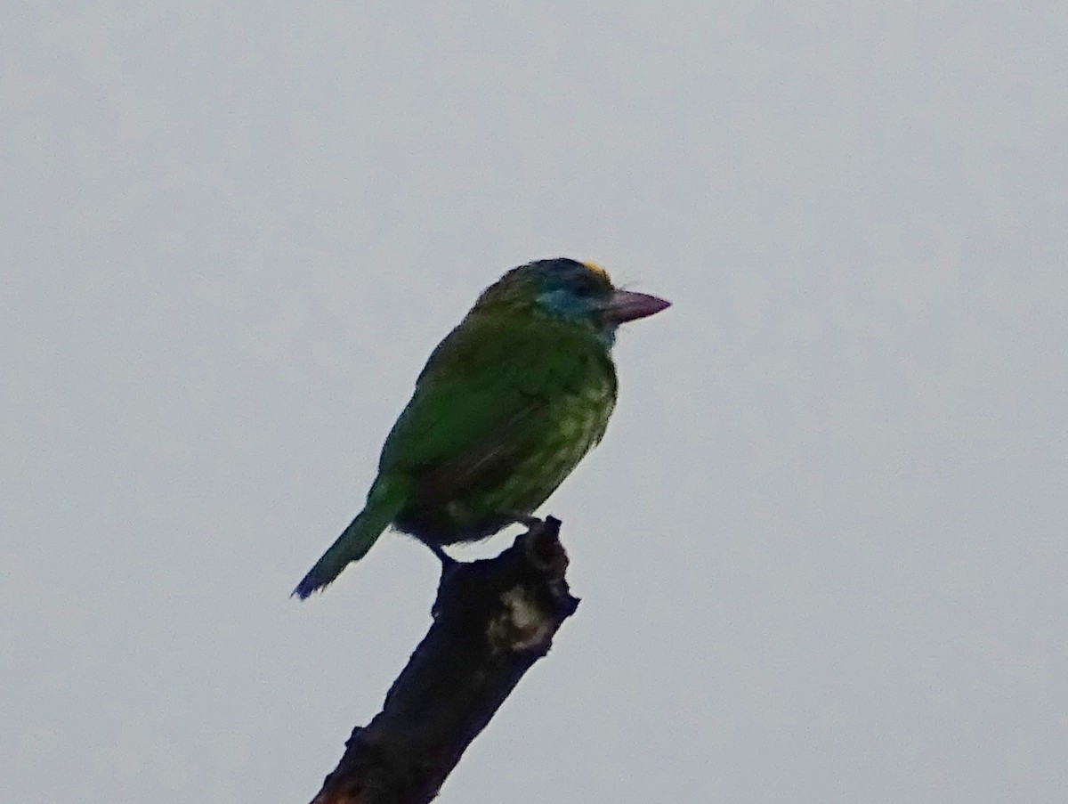 Yellow-fronted Barbet - Sri Srikumar