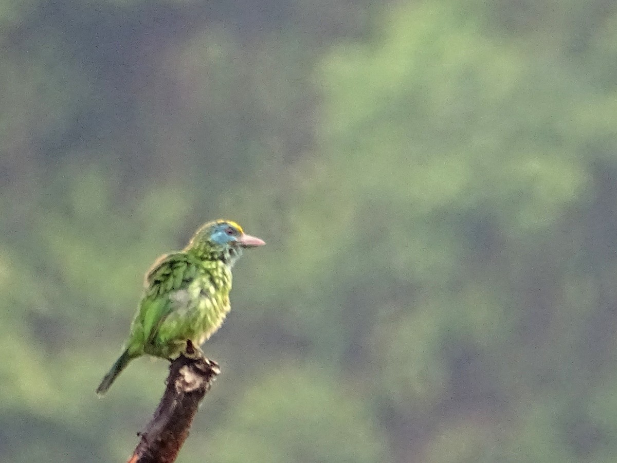 Yellow-fronted Barbet - Sri Srikumar