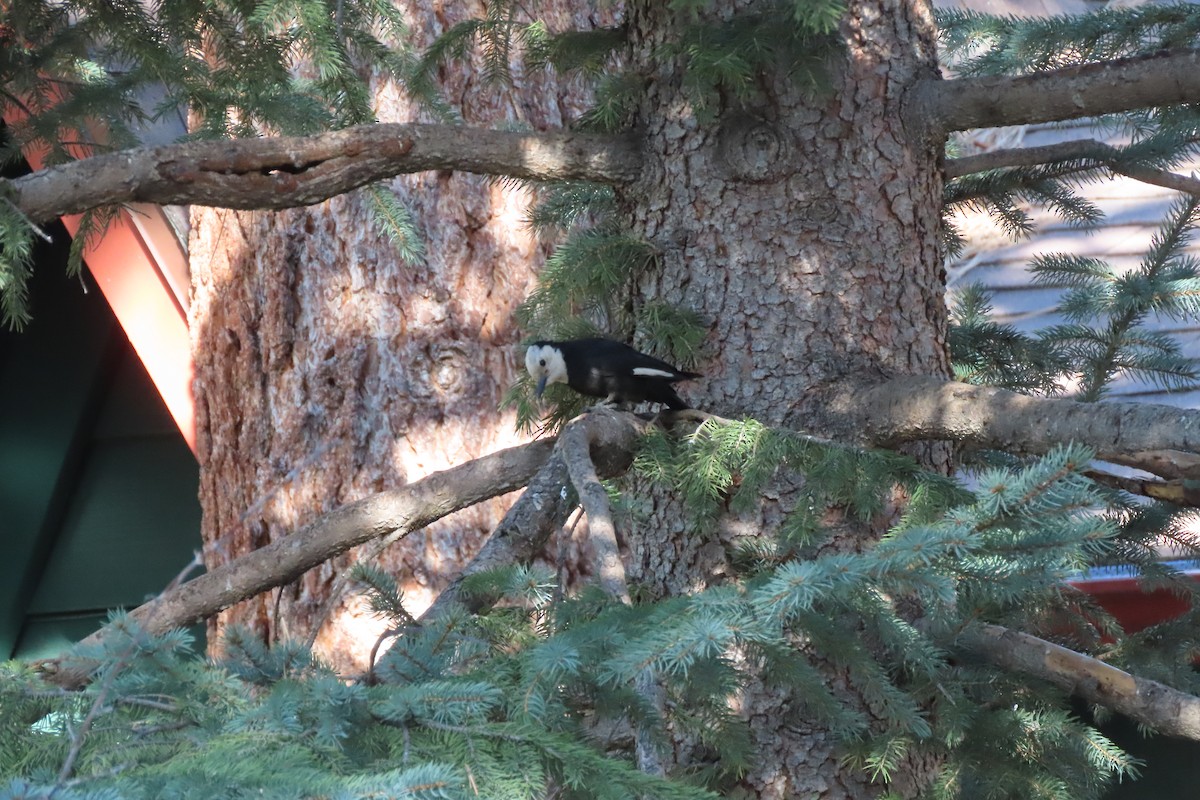 White-headed Woodpecker - Becky Turley