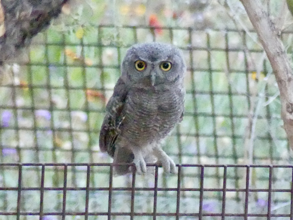 Western Screech-Owl - Dennis Wolter