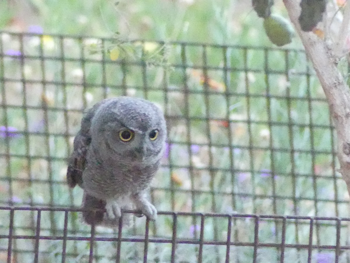 Western Screech-Owl - Dennis Wolter