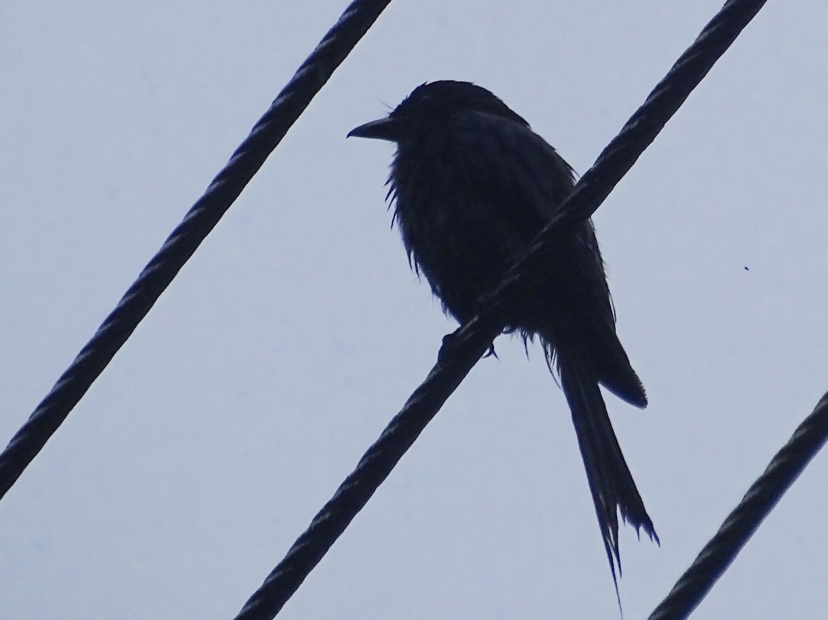 White-bellied Drongo - Sri Srikumar