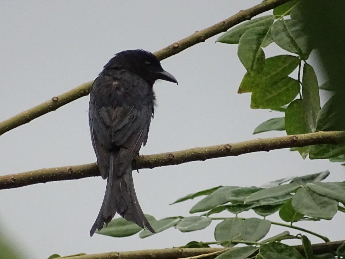 White-bellied Drongo - Sri Srikumar