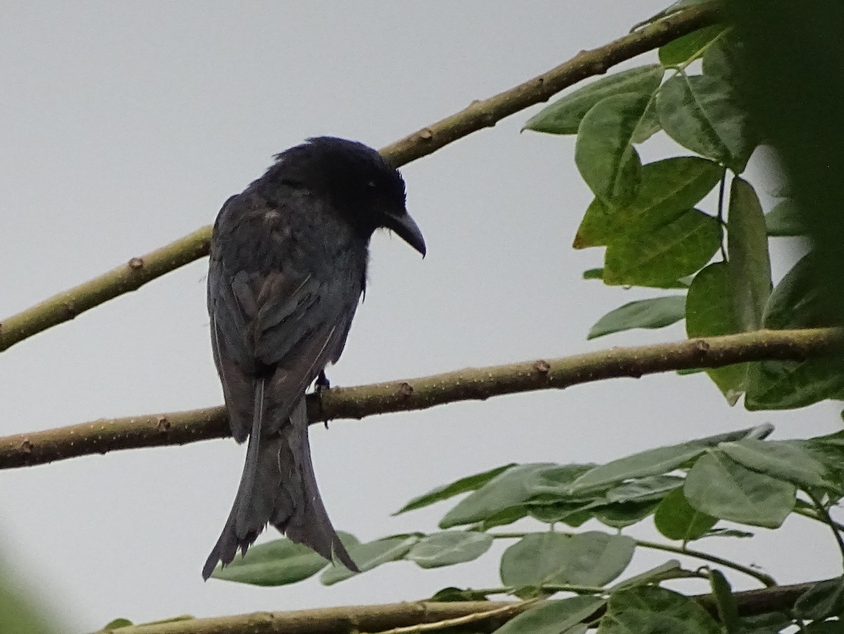 White-bellied Drongo - Sri Srikumar