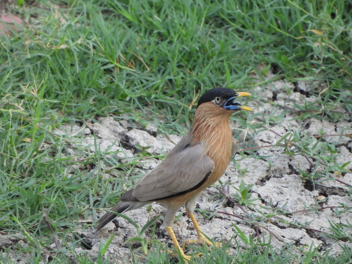 Brahminy Starling - Prof Chandan Singh Dalawat