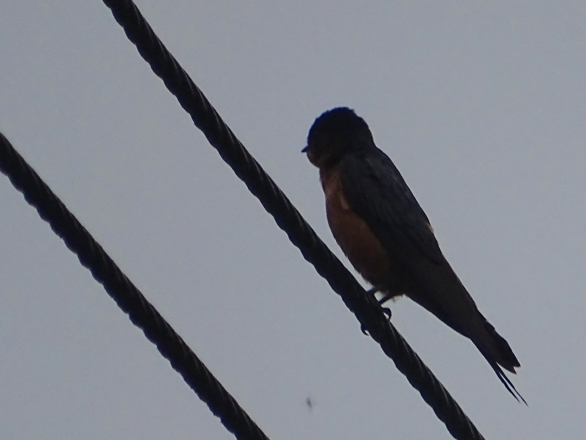 Golondrina de Sri Lanka - ML619473228