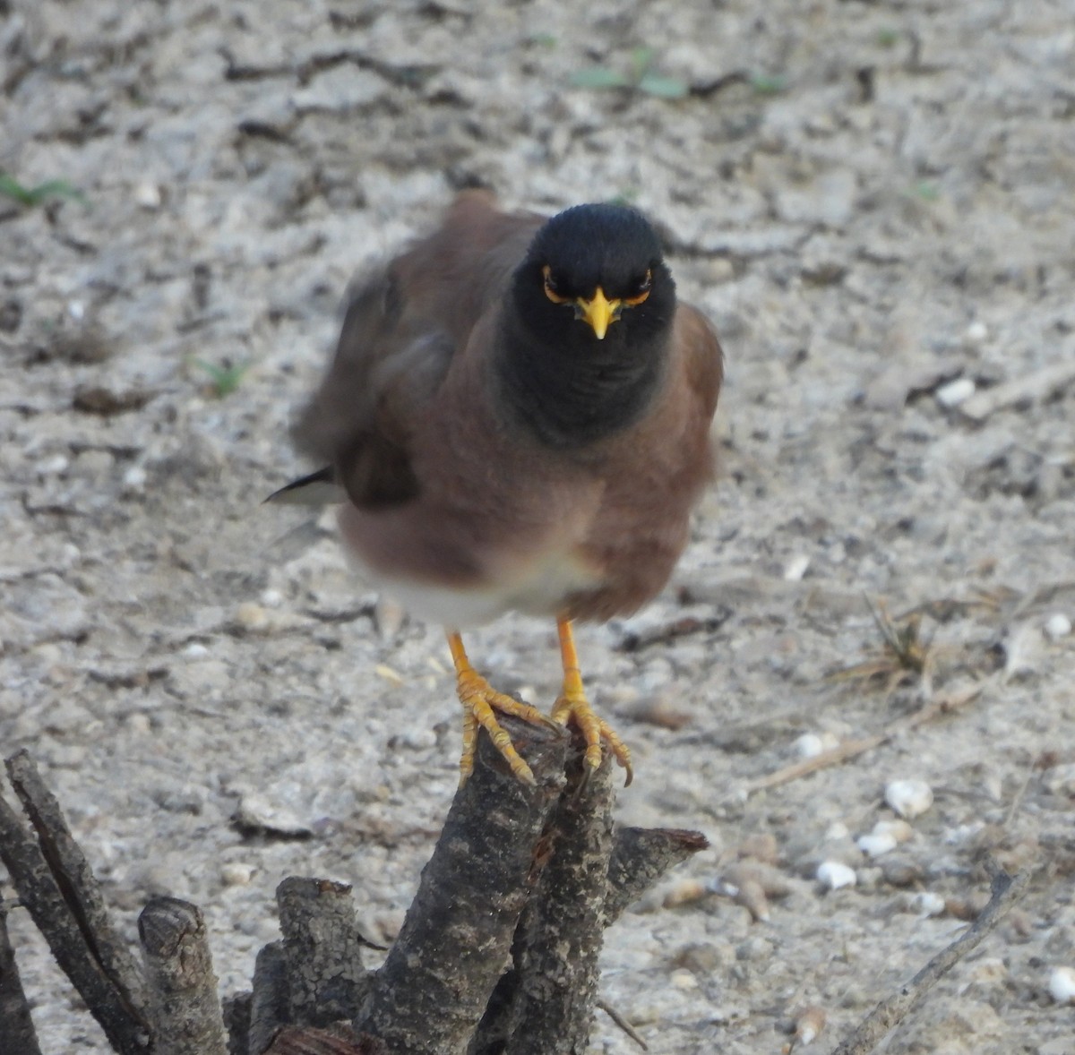 Common Myna - Prof Chandan Singh Dalawat