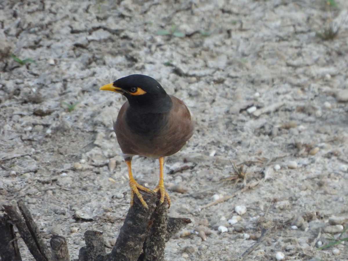 Common Myna - Prof Chandan Singh Dalawat