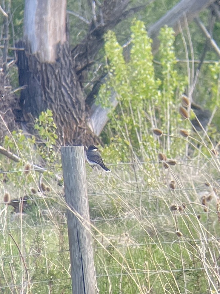 Eastern Kingbird - Kate Millman