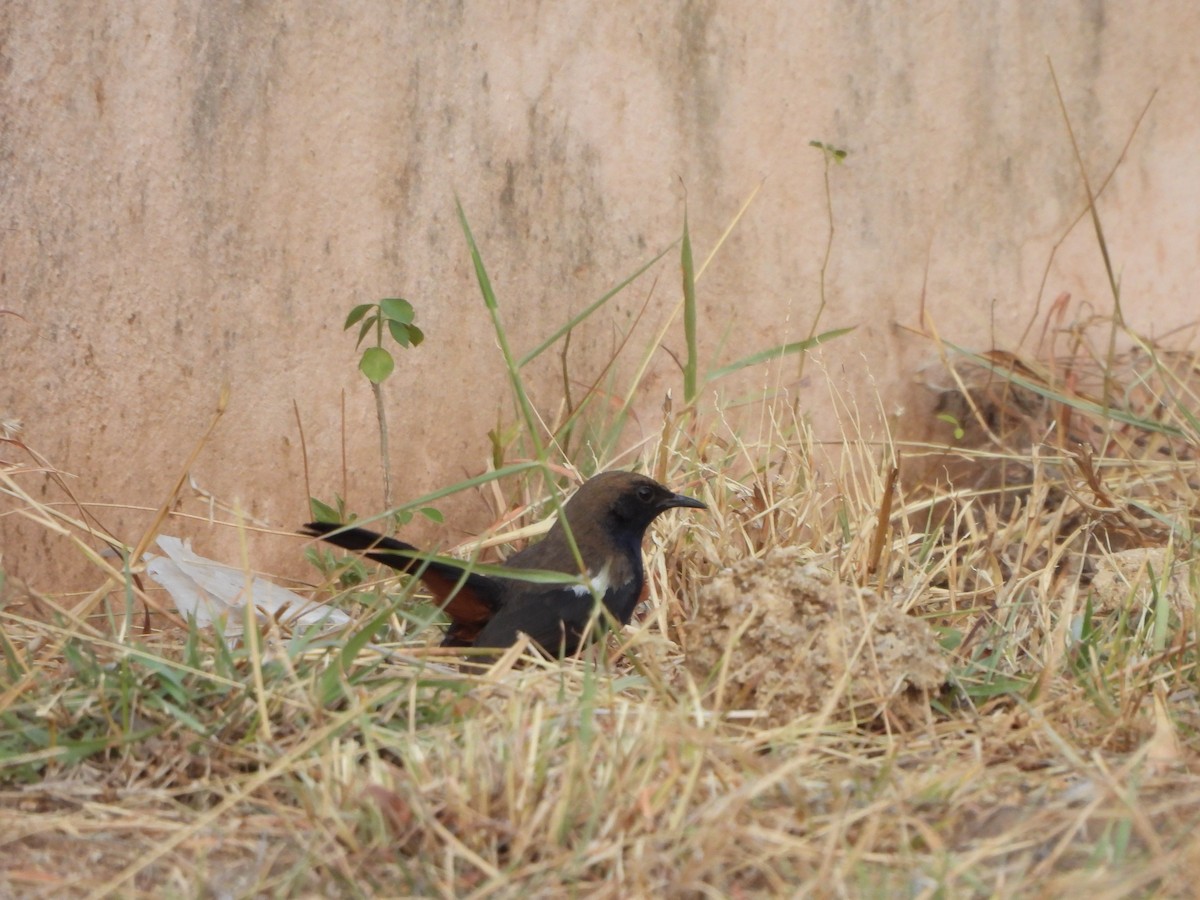 Indian Robin - Prof Chandan Singh Dalawat