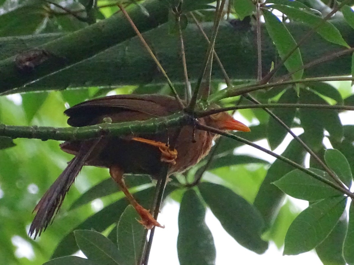 Orange-billed Babbler - Sri Srikumar