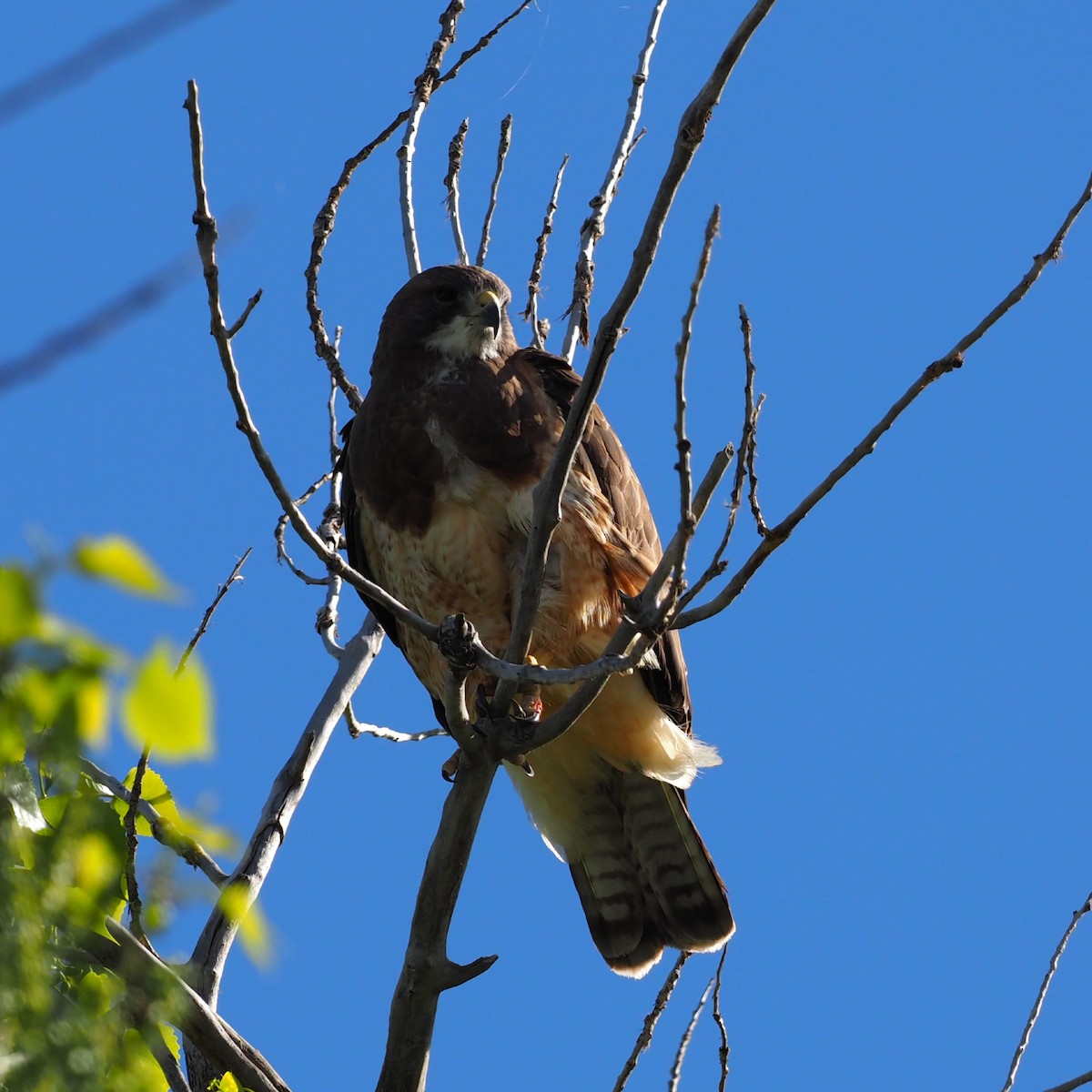 Swainson's Hawk - Leslie S