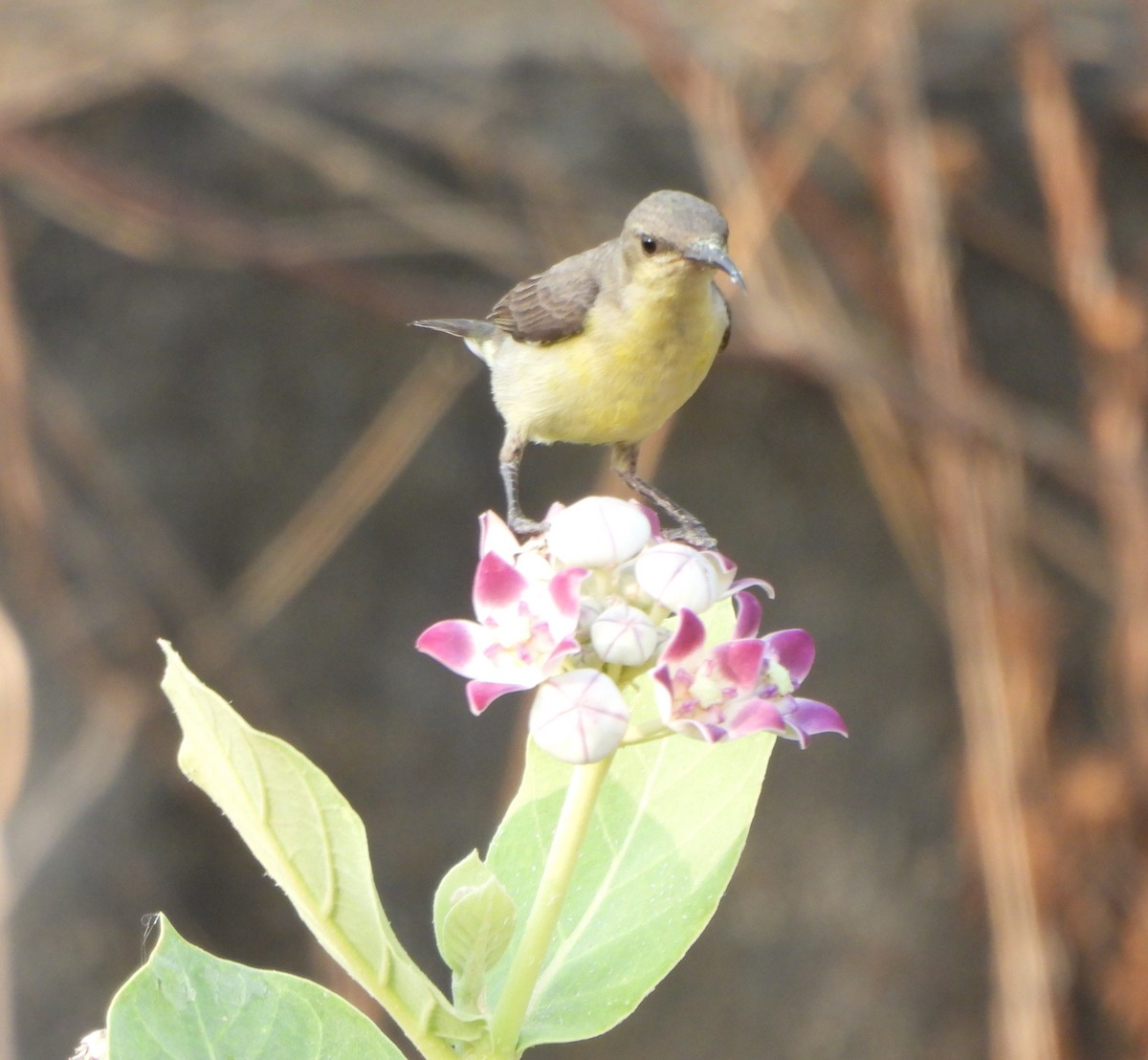 Purple Sunbird - Prof Chandan Singh Dalawat