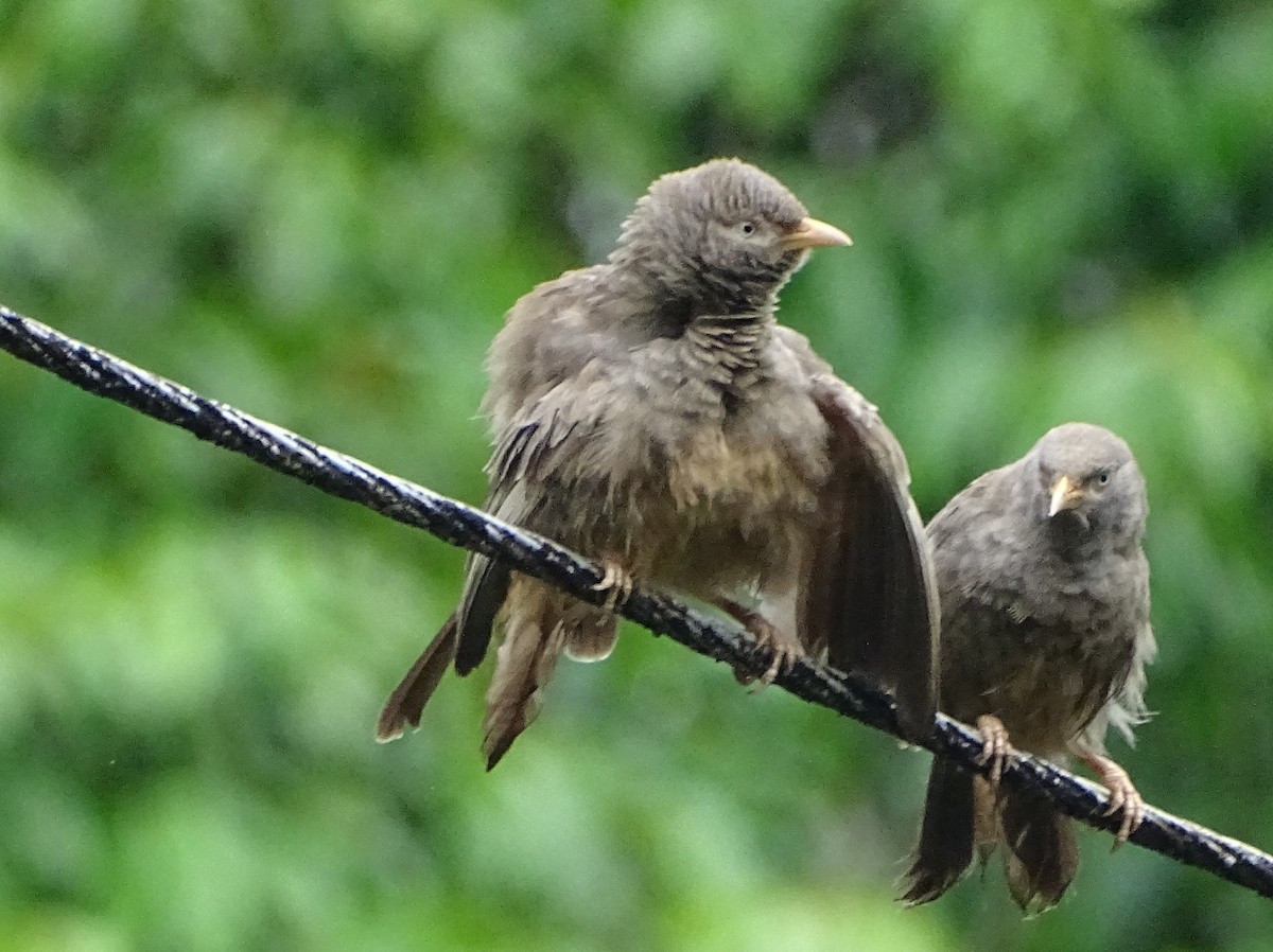 Yellow-billed Babbler - Sri Srikumar