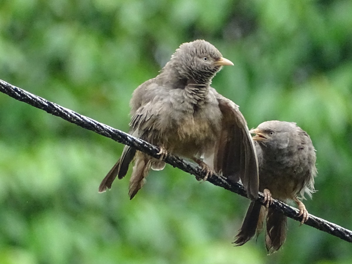 Yellow-billed Babbler - Sri Srikumar