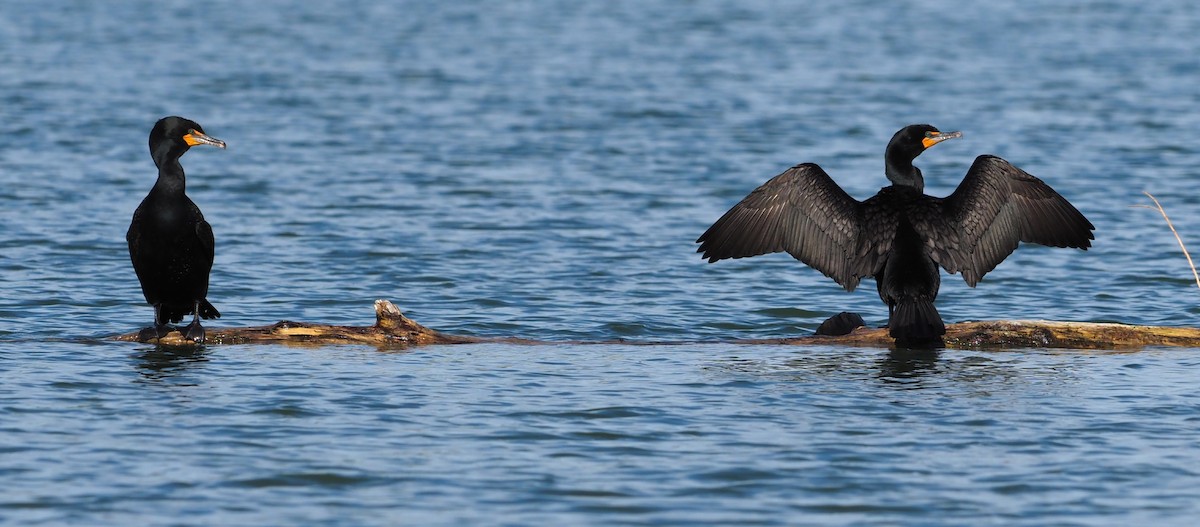 Double-crested Cormorant - Leslie S