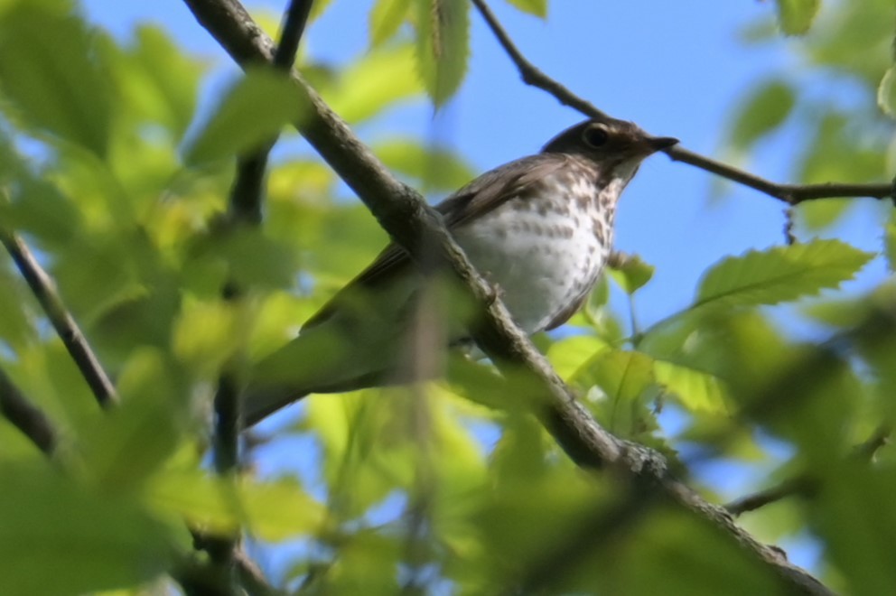 Swainson's Thrush - Nicolle and H-Boon Lee