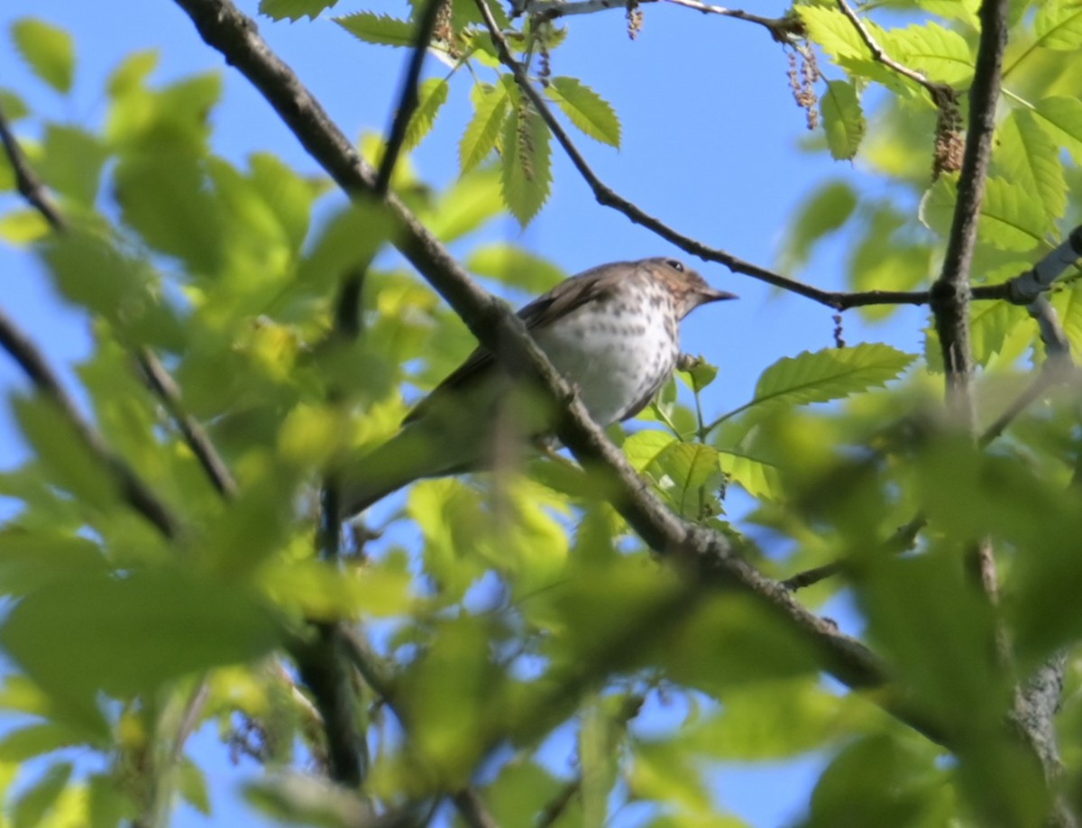 Swainson's Thrush - Nicolle and H-Boon Lee