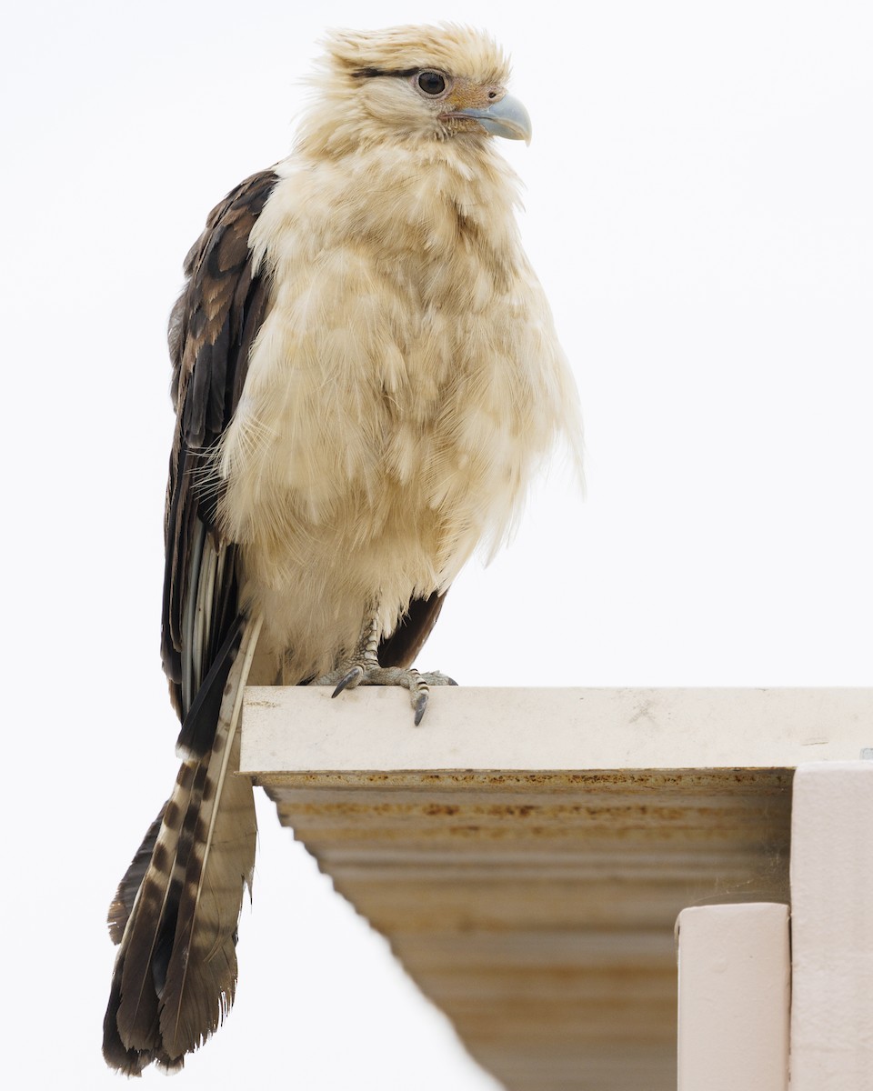 Yellow-headed Caracara - Tommy Quarles