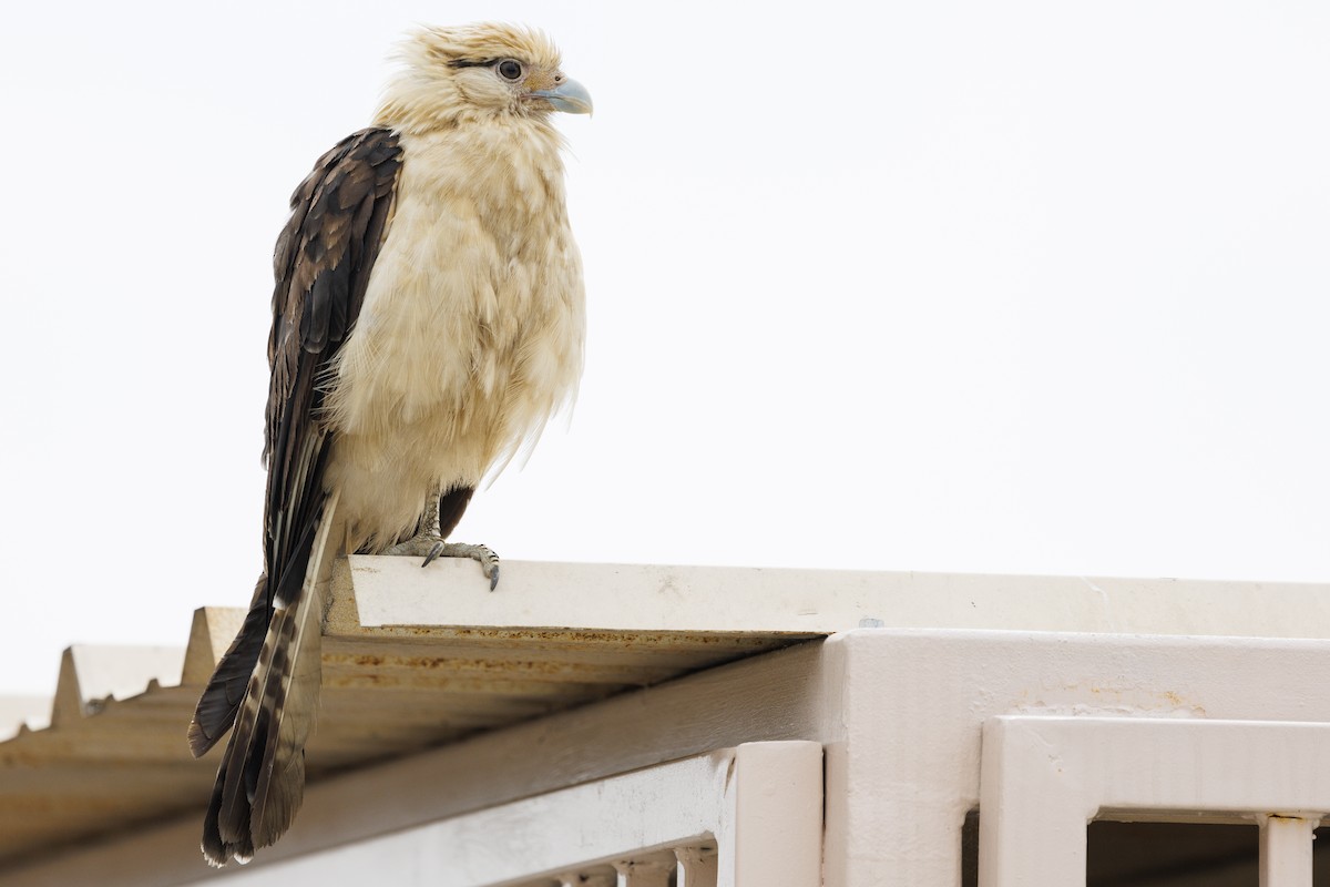 Yellow-headed Caracara - Tommy Quarles