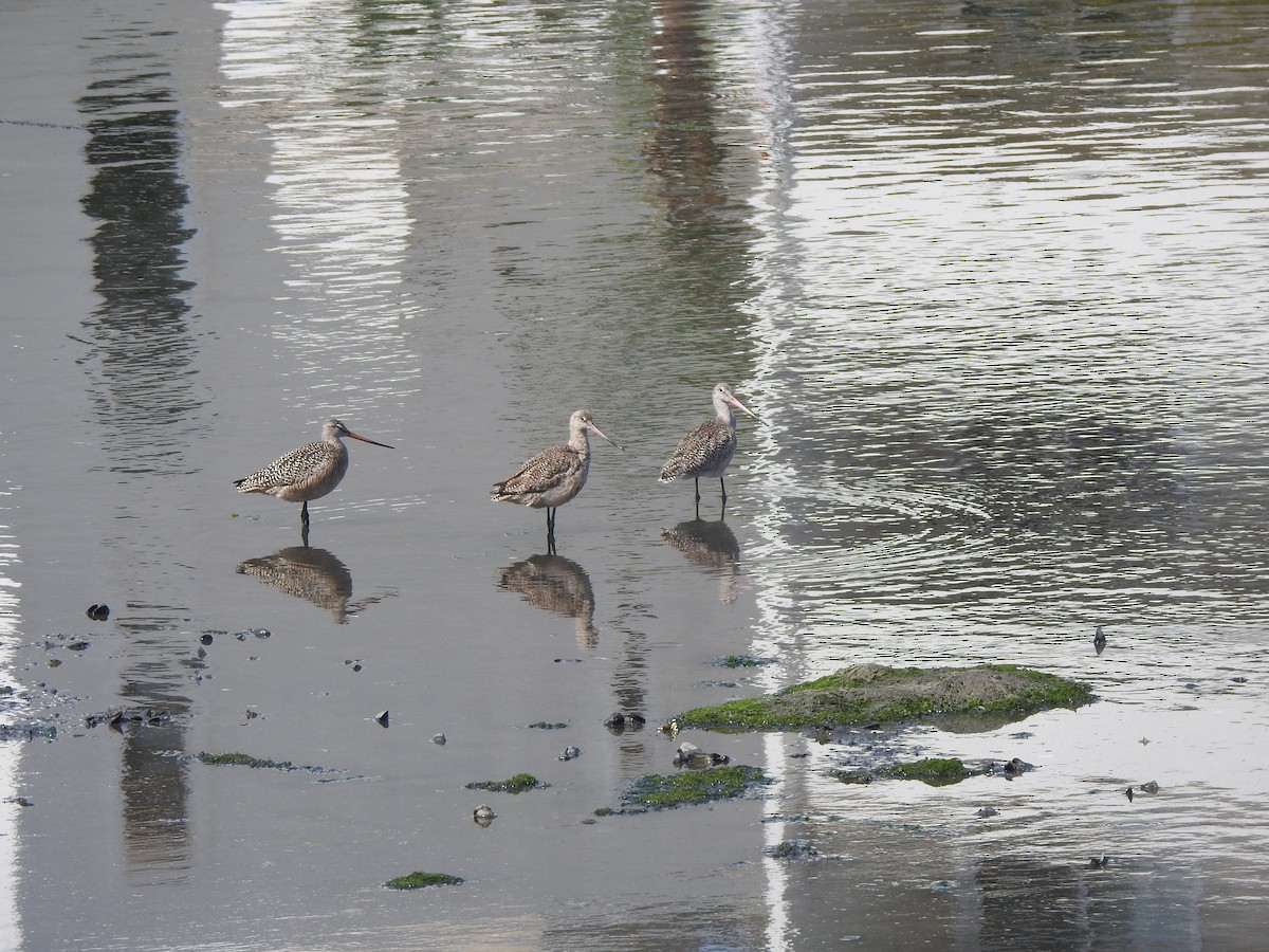 Marbled Godwit - ML619473275