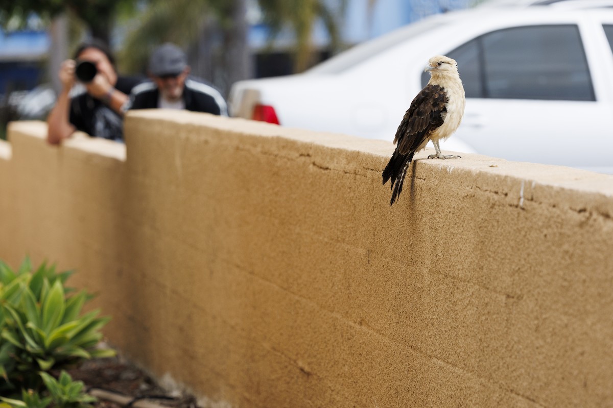 Yellow-headed Caracara - Tommy Quarles