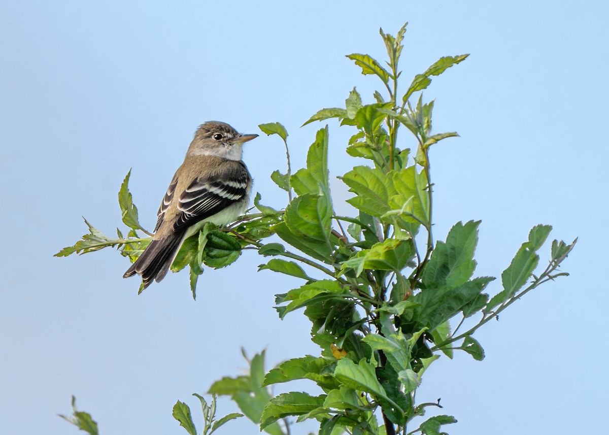 Willow Flycatcher - Dori Eldridge