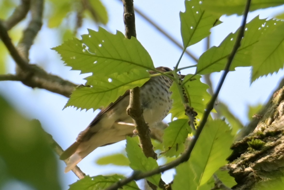 Swainson's Thrush - Nicolle and H-Boon Lee