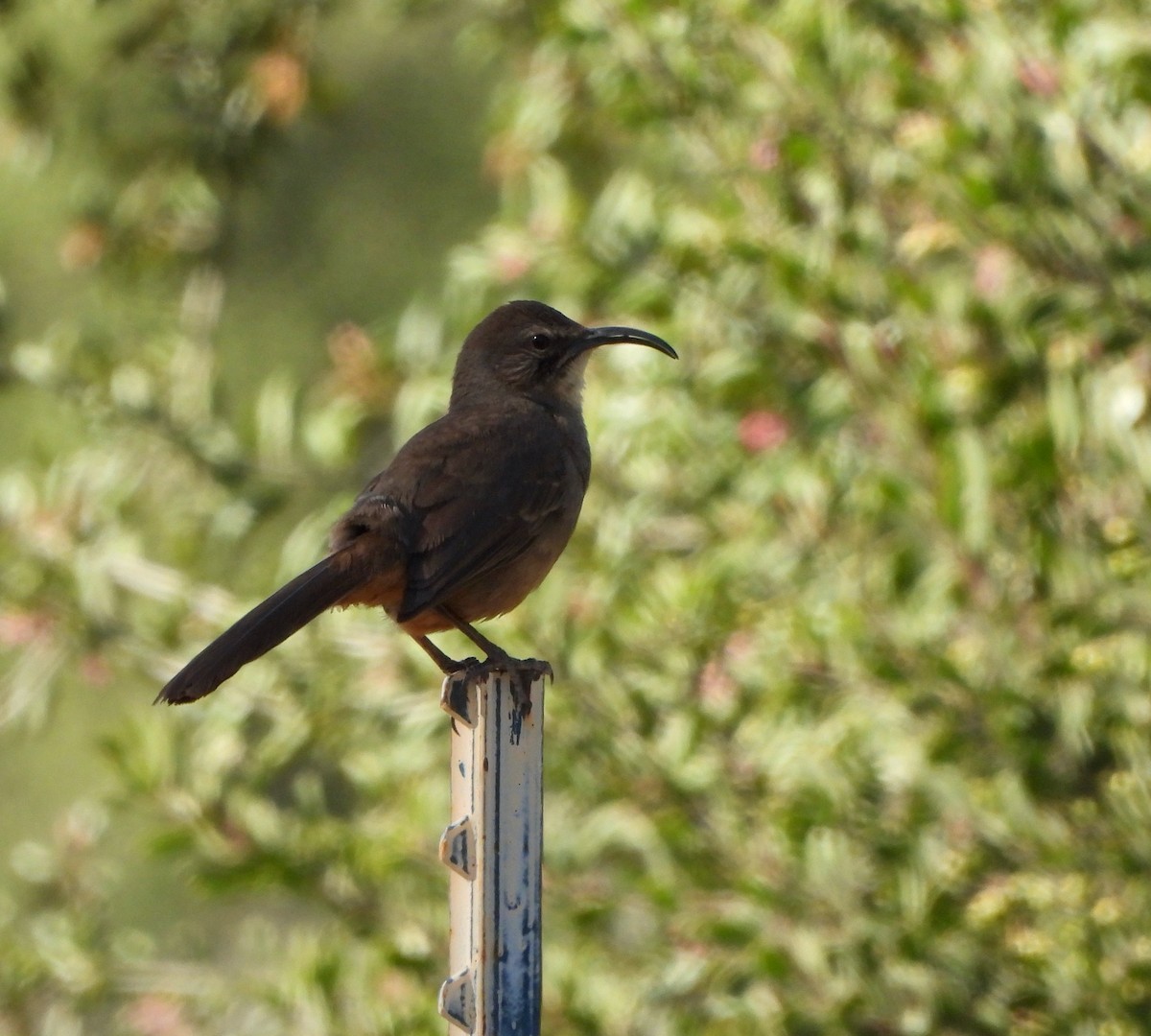 California Thrasher - Michelle Haglund