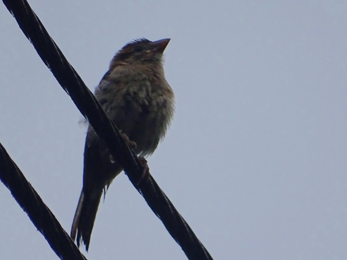 House Sparrow - Sri Srikumar