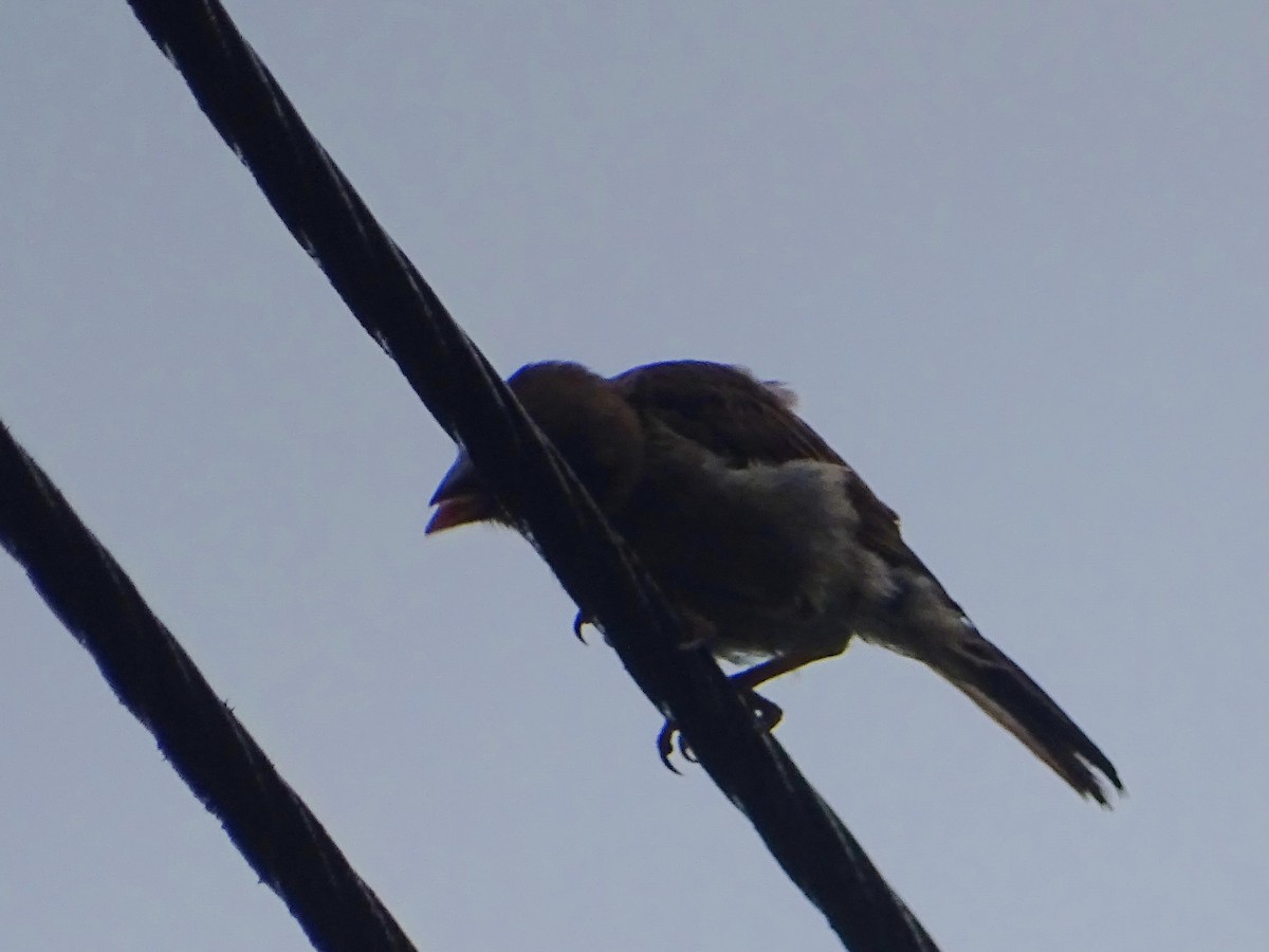 House Sparrow - Sri Srikumar