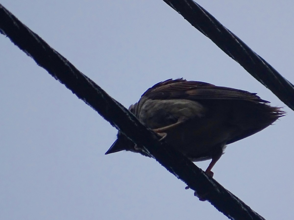 House Sparrow - Sri Srikumar