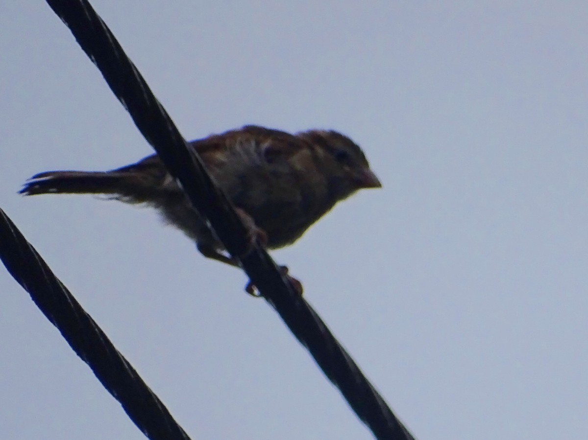 House Sparrow - Sri Srikumar