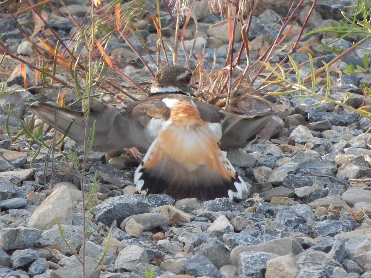 Killdeer - Lawson Bishop