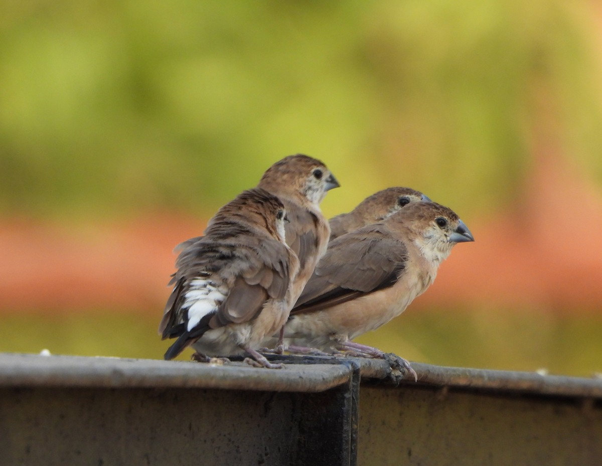 Indian Silverbill - Prof Chandan Singh Dalawat