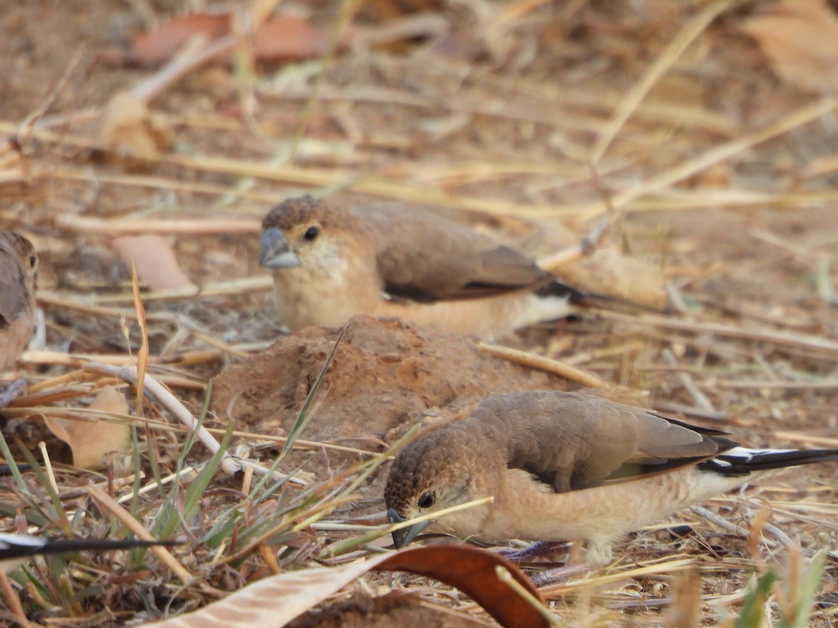 Indian Silverbill - Prof Chandan Singh Dalawat