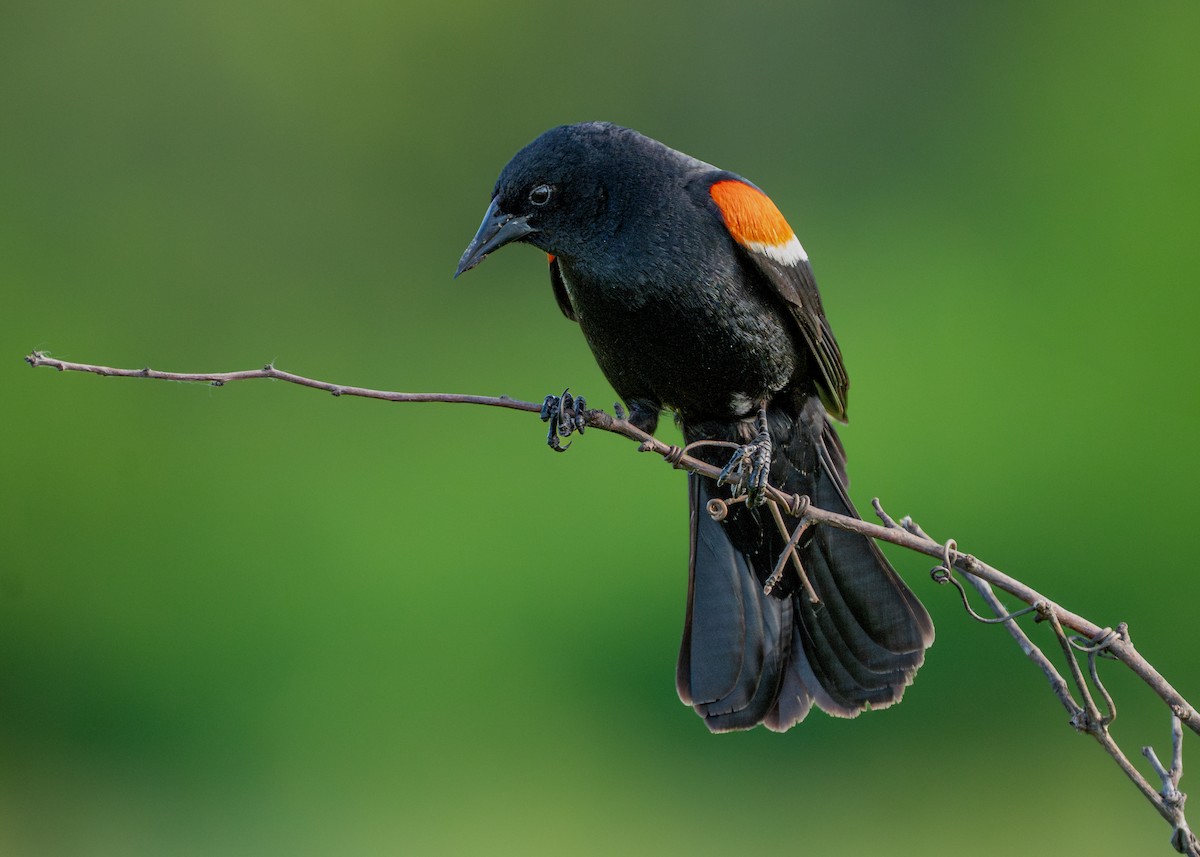 Red-winged Blackbird - Dori Eldridge