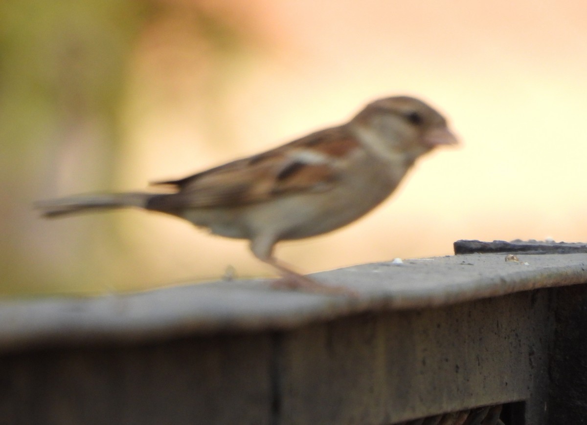 House Sparrow - Prof Chandan Singh Dalawat