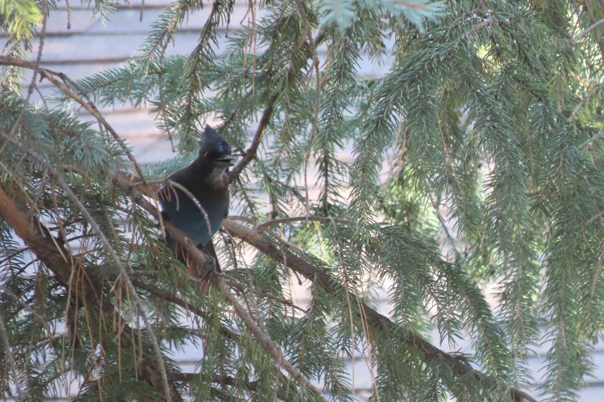 Steller's Jay - Becky Turley