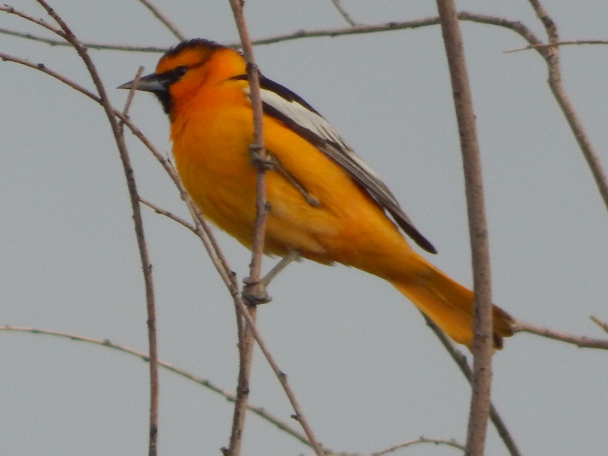 Bullock's Oriole - Lawson Bishop