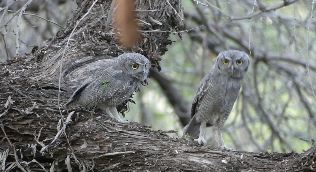 Western Screech-Owl - Dennis Wolter